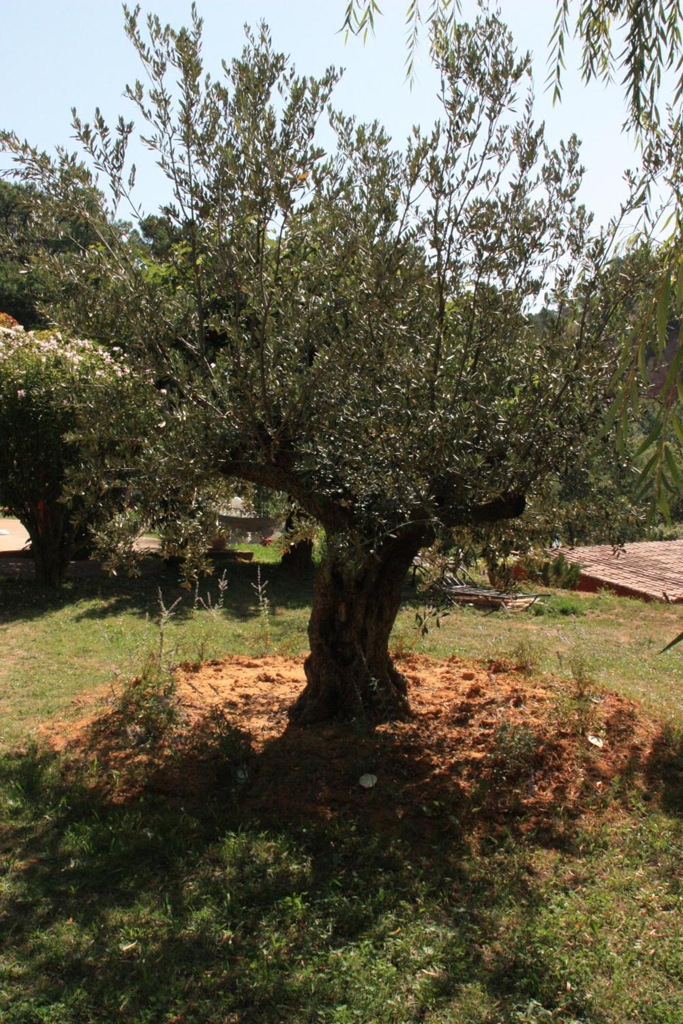 Roussillon en Isere Villa Des Roses מראה חיצוני תמונה